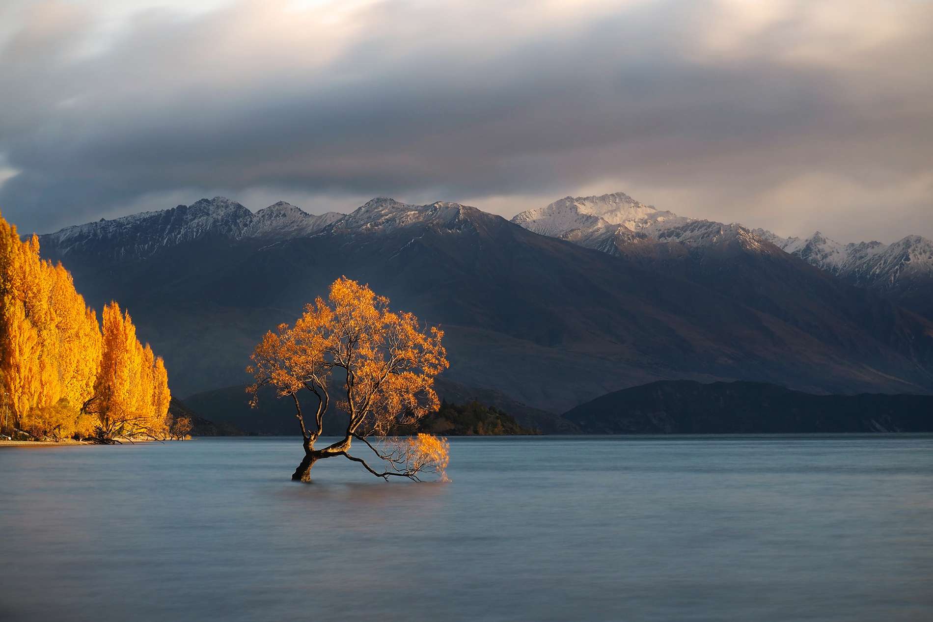 Tree in Wanaka Lake with mountains in the background .